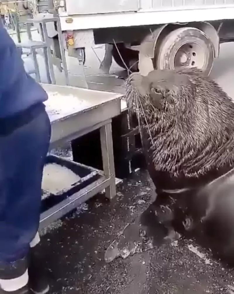 Vidéo, Un énorme lion de mer entre dans le marché aux poissons et demande une collation
