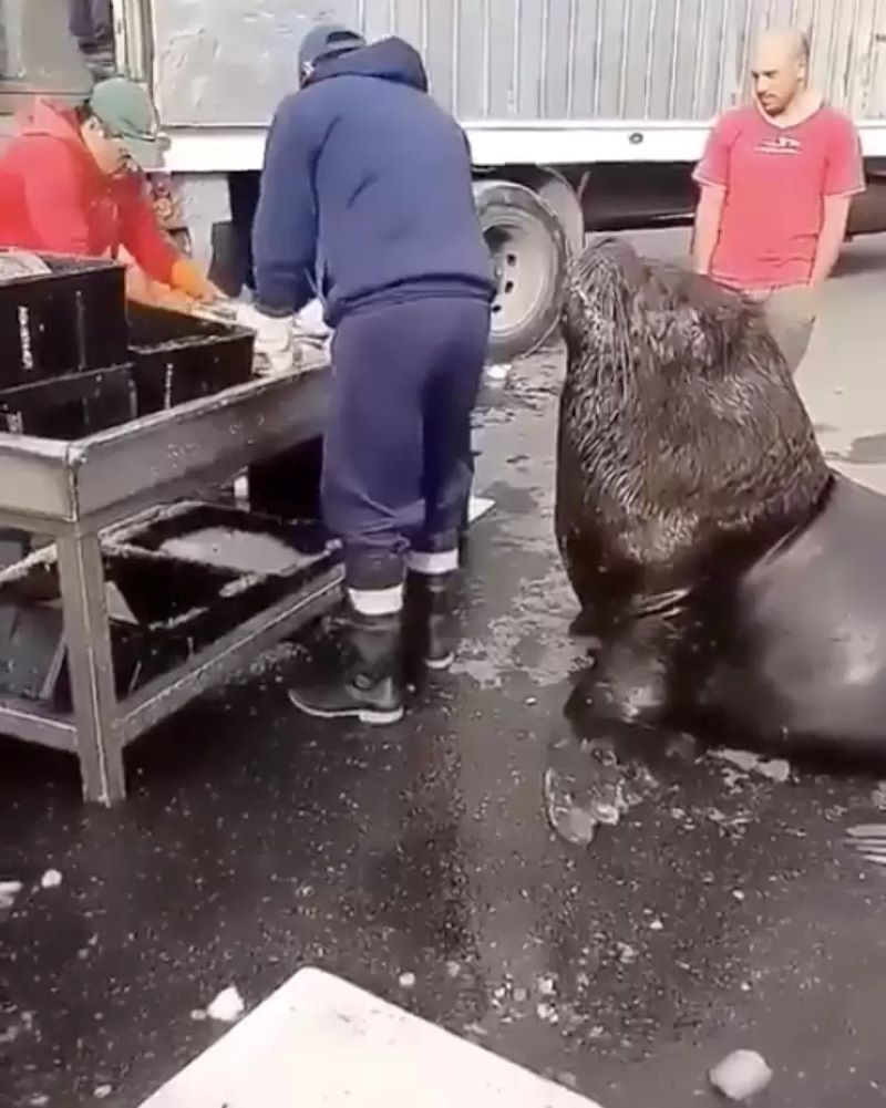 Vidéo, Un énorme lion de mer entre dans le marché aux poissons et demande une collation