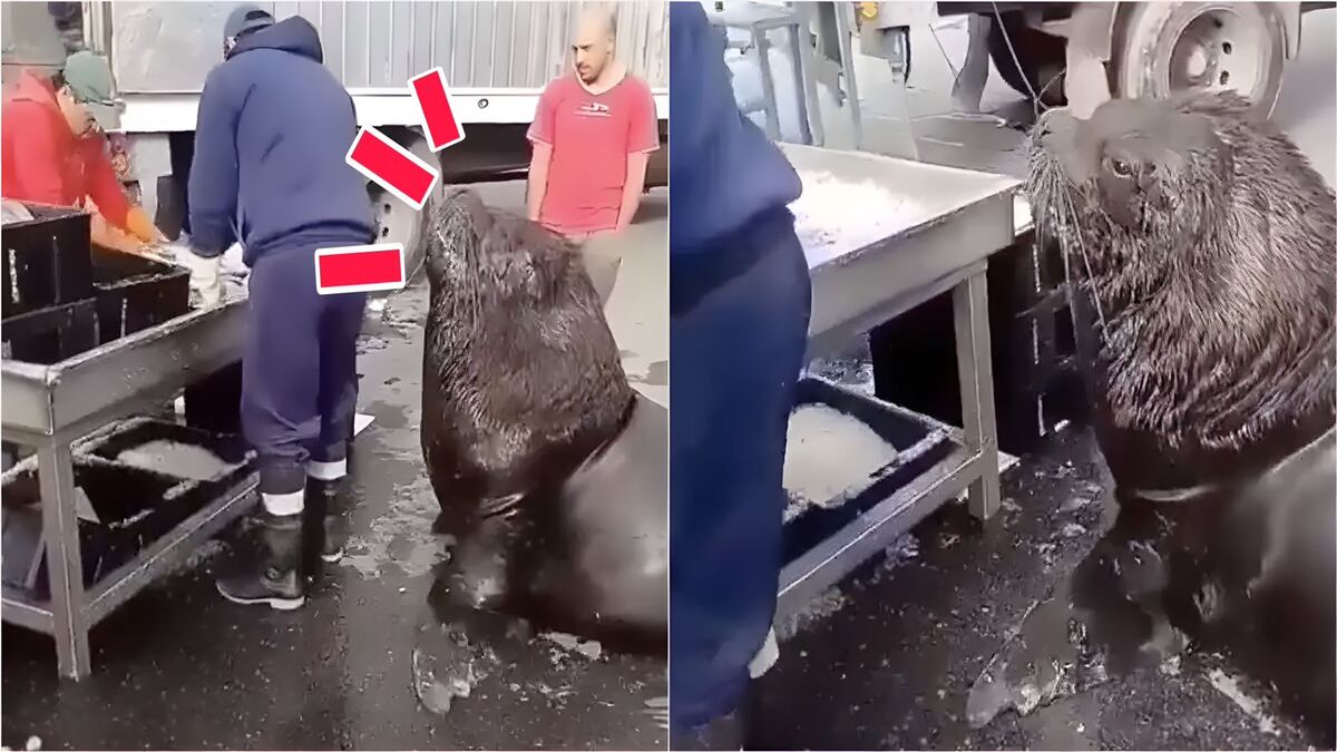 Vidéo, Un énorme lion de mer entre dans le marché aux poissons et demande une collation