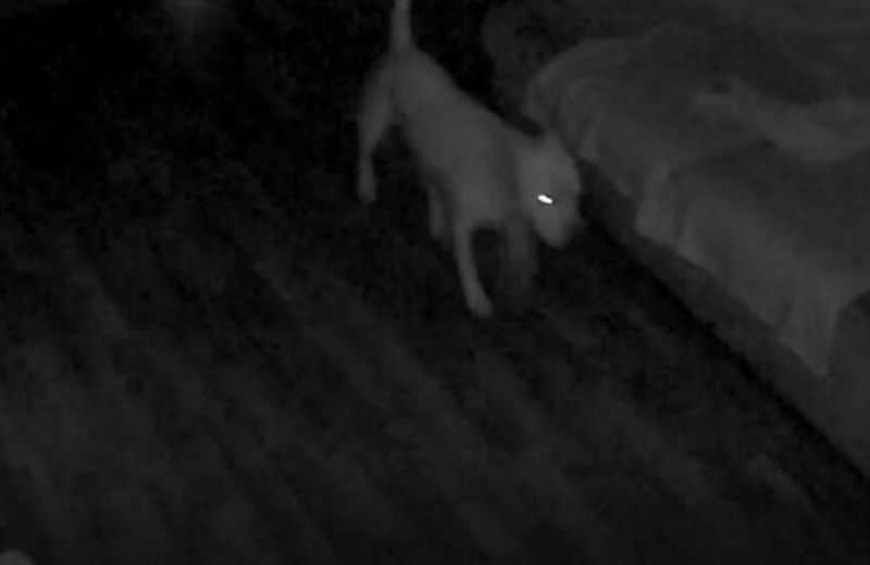 Vidéo : Un homme découvre ce que fait son chien fait la nuit, il est sidéré !