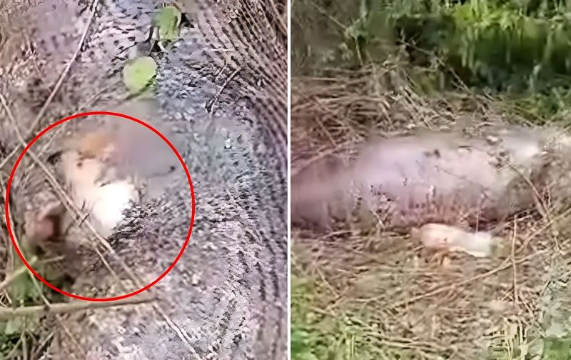 Vidéo : Un homme filme comment un serpent a explosé après avoir mangé une vache entière