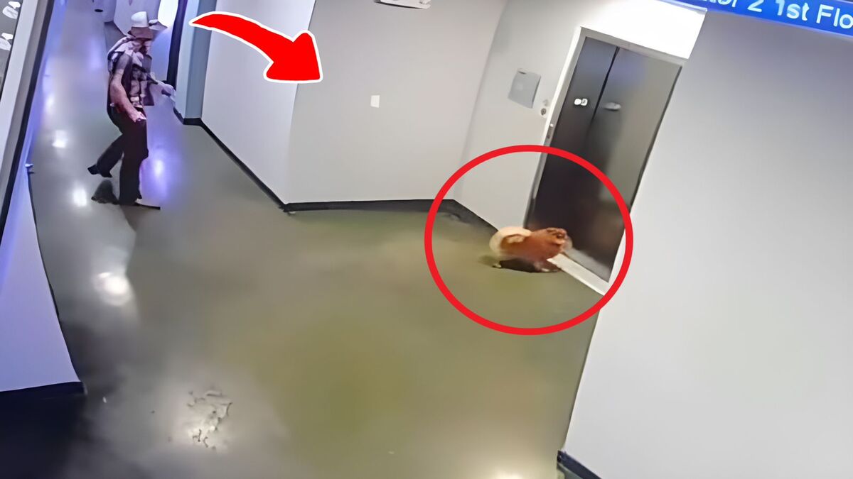 Vidéo, elle prend l'ascenseur et oublie son chien en laisse à l'extérieur