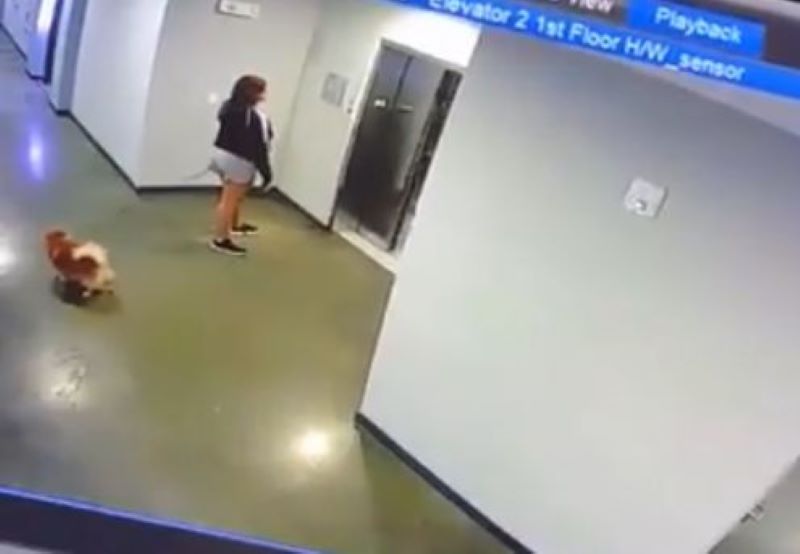 Vidéo, elle prend l'ascenseur et oublie son chien en laisse à l'extérieur