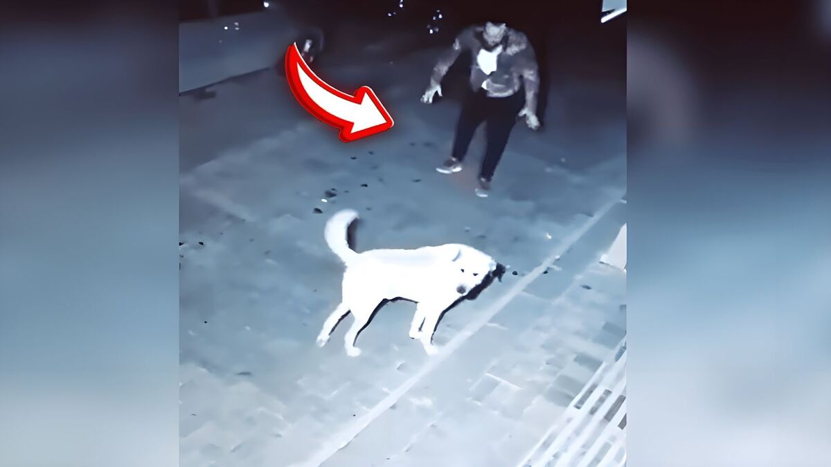 Vidéo : Une caméra enregistre ce qu'un homme fait à un chien errant la nuit