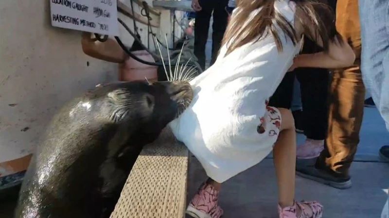 Vidéo, Une fille est attrapée par un lion de mer et traînée dans l'eau