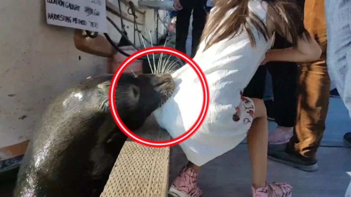 Vidéo, Une fillette est attrapée par un lion de mer et traînée dans l'eau