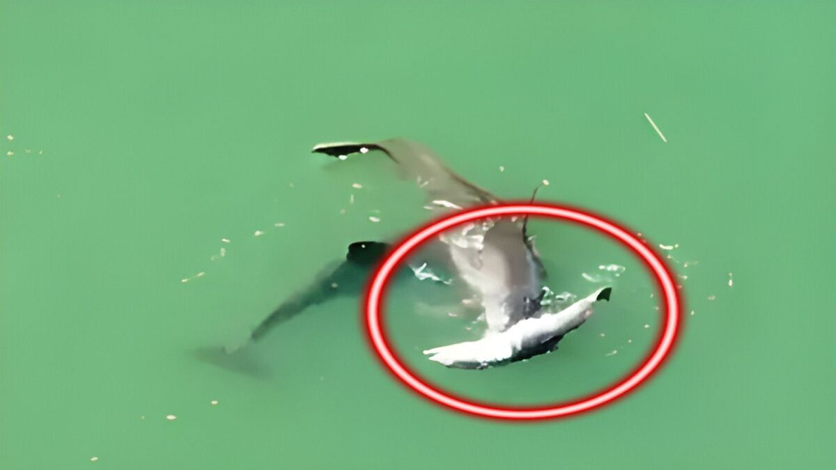 Vidéo déchirante, une mère dauphin au cœur brisé ne veut pas libérer son bébé décédé