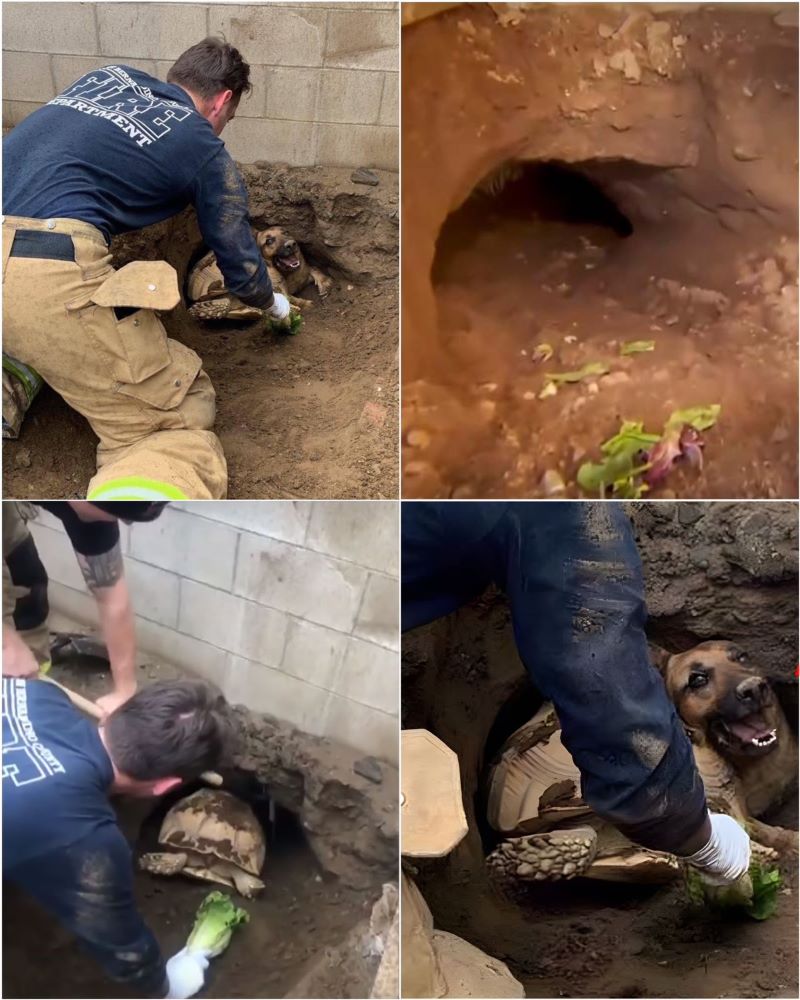 Vidéo : Voici comment un homme, un chien et une tortue ont été piégés dans un trou