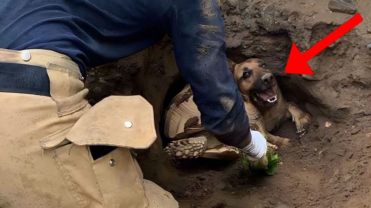 Vidéo : Voici comment un homme, un chien et une tortue ont été piégés dans un trou