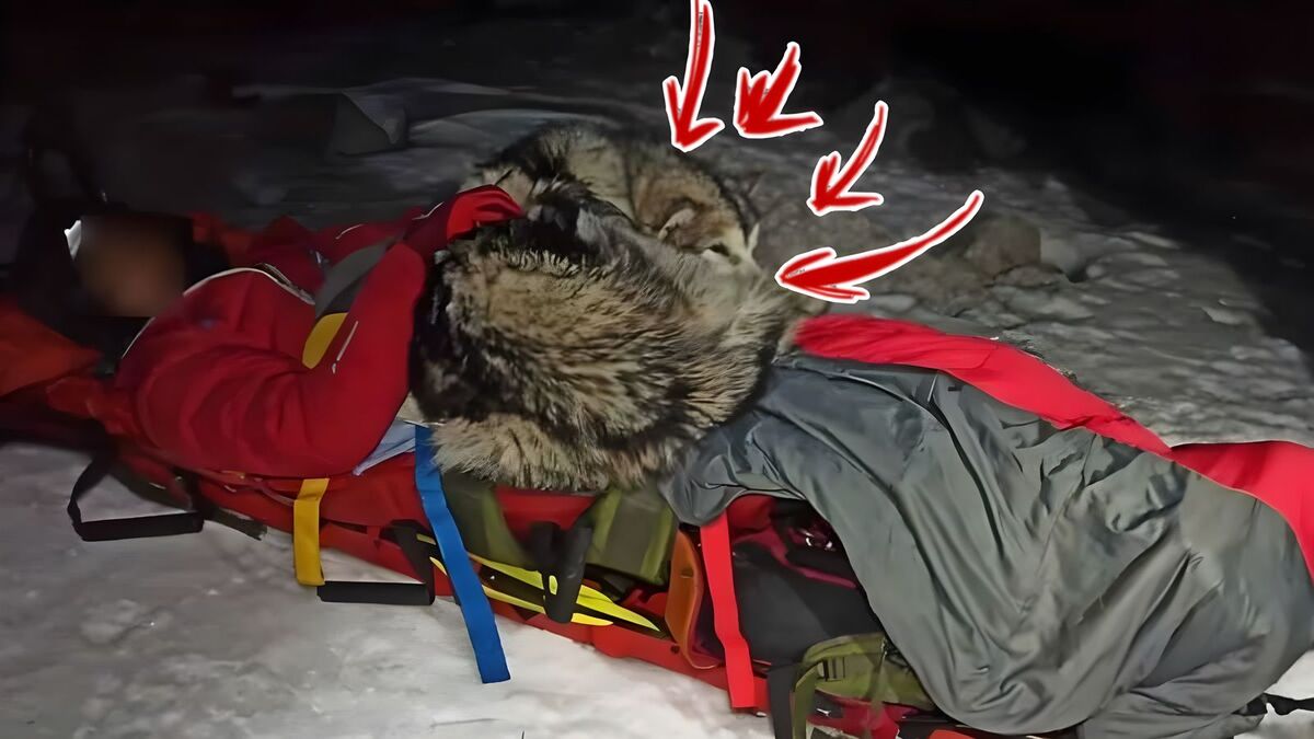 Voici comment ce chien a sauvé un homme de la mort gelée sur une montagne
