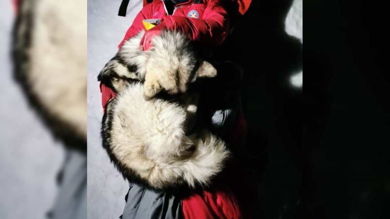Voici comment ce chien a sauvé un homme de la mort gelée sur une montagne
