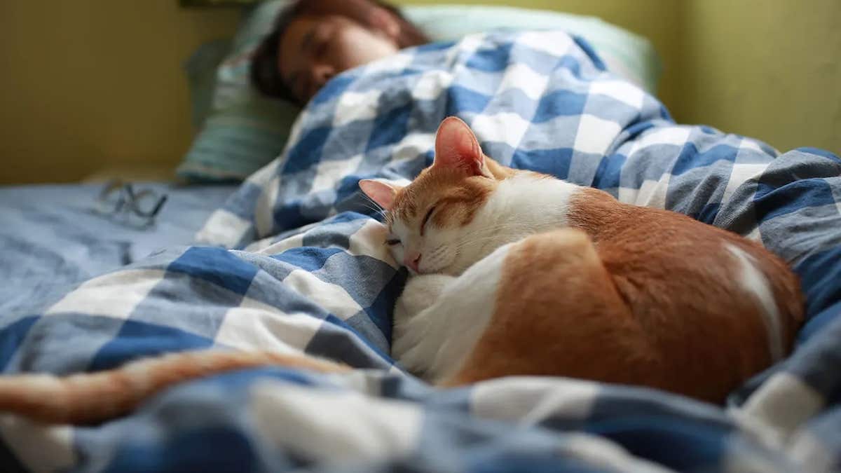 Voici la raison pour laquelle votre chat veut absolument dormir avec vous dans le lit la nuit