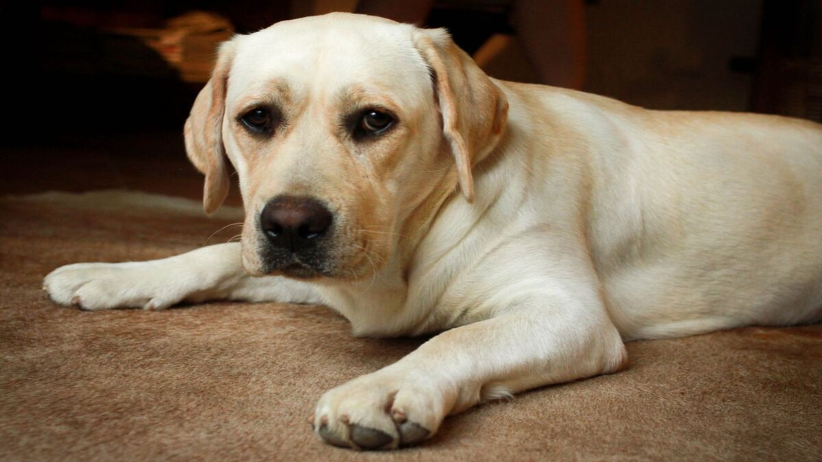 Ce jeune chien sauve une fillette lors d'une crise d'épilepsie