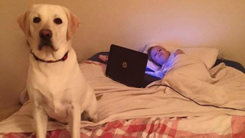 Ce jeune chien sauve une fillette lors d'une crise d'épilepsie 