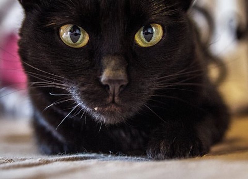Voici les 10 raisons pour lesquelles vous devriez adopter un chat noir