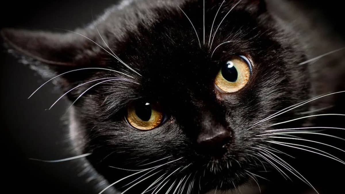 5 raisons d'adopter un chat noir - Sans Croquettes Fixes