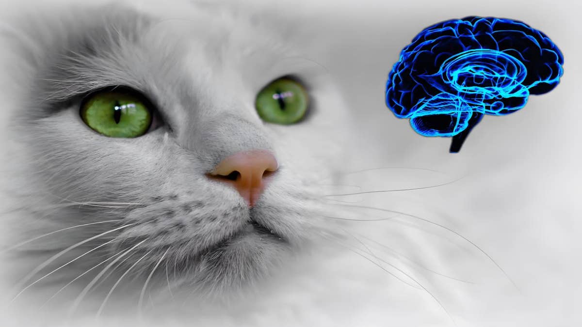 Voici les 6 choses très surprenantes à connaître sur le cerveau de votre chat, incroyable !