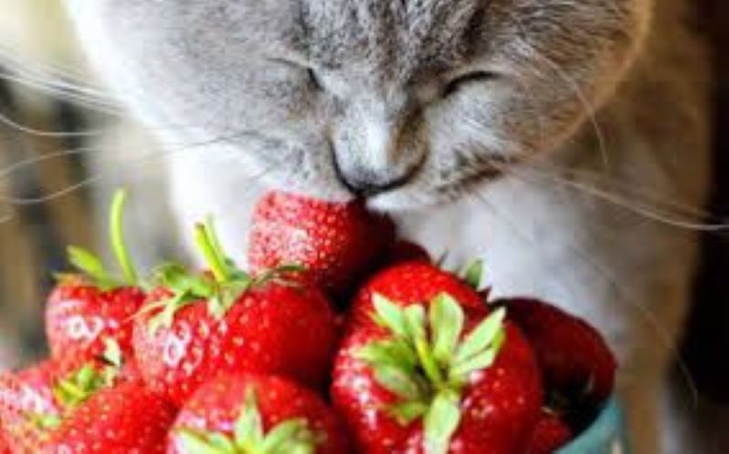 Voici les fruits que les chats peuvent manger