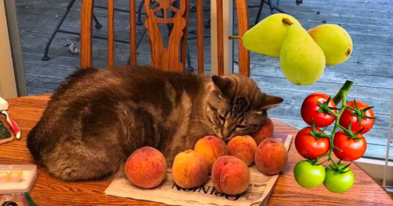 Voici les fruits que les chats peuvent manger