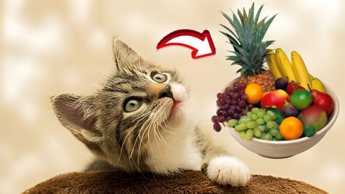 Voici la liste des fruits que les chats peuvent manger