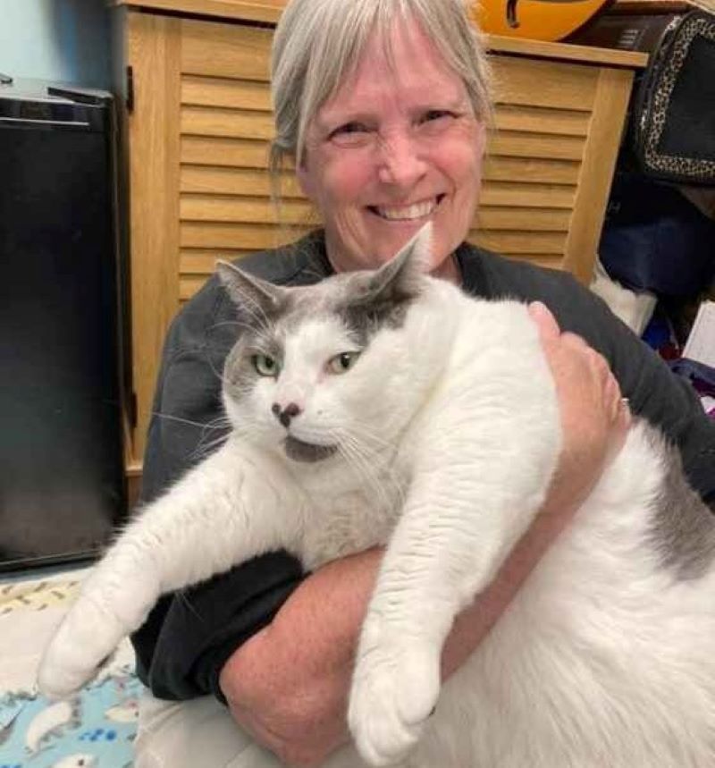 Voici Patches, le chat énorme qui vient d'être adopté après être devenu célèbre