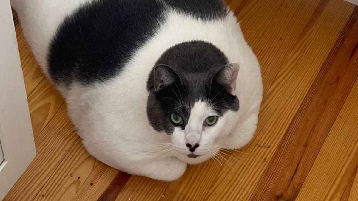 Voici Patches, le chat énorme qui vient d'être adopté après être devenu célèbre