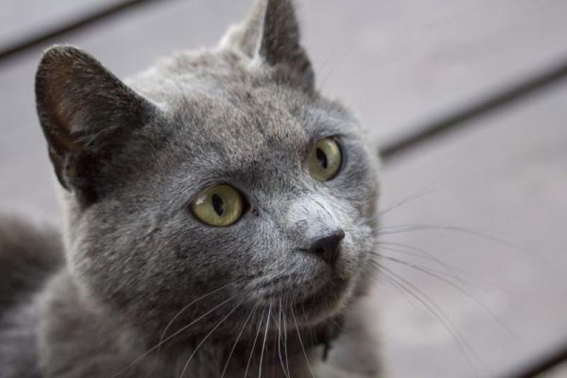 Voici pourquoi les chats gris sont si intéressants