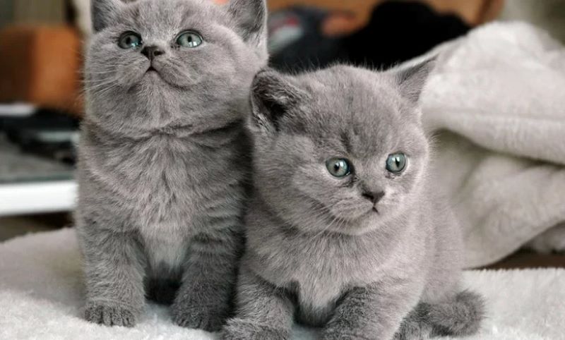 Tout ce que vous devez savoir sur les chats gris !
