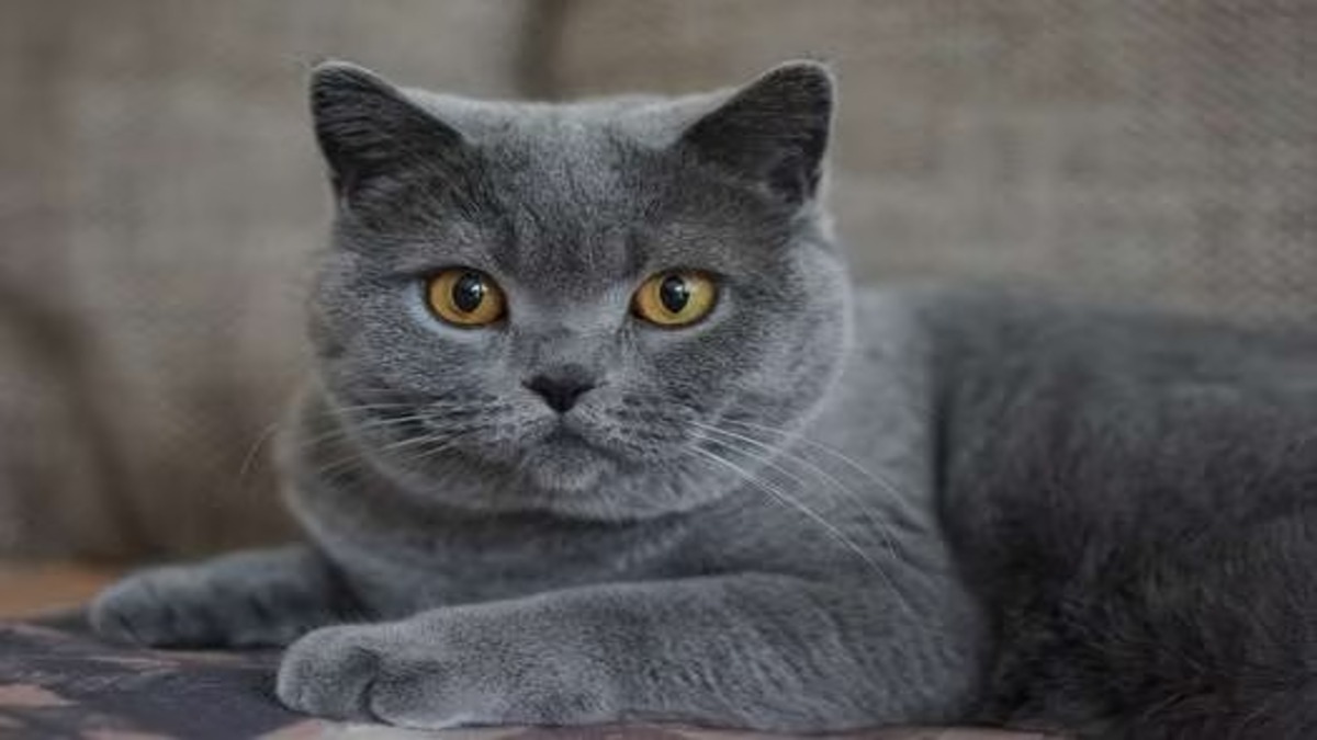 Tout ce que vous devez savoir sur les chats gris !