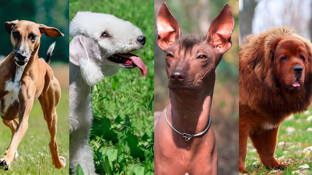 Ces races de chiens sont les plus rares au monde, découvrez-les !
