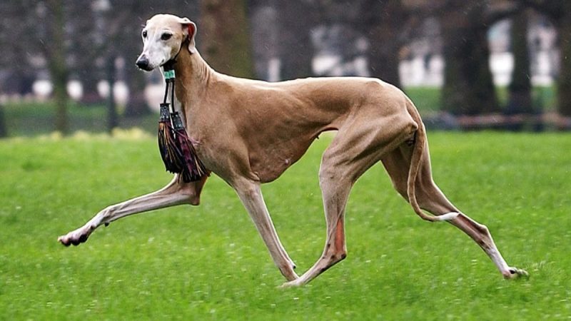 Les races de chiens les plus rares au monde
