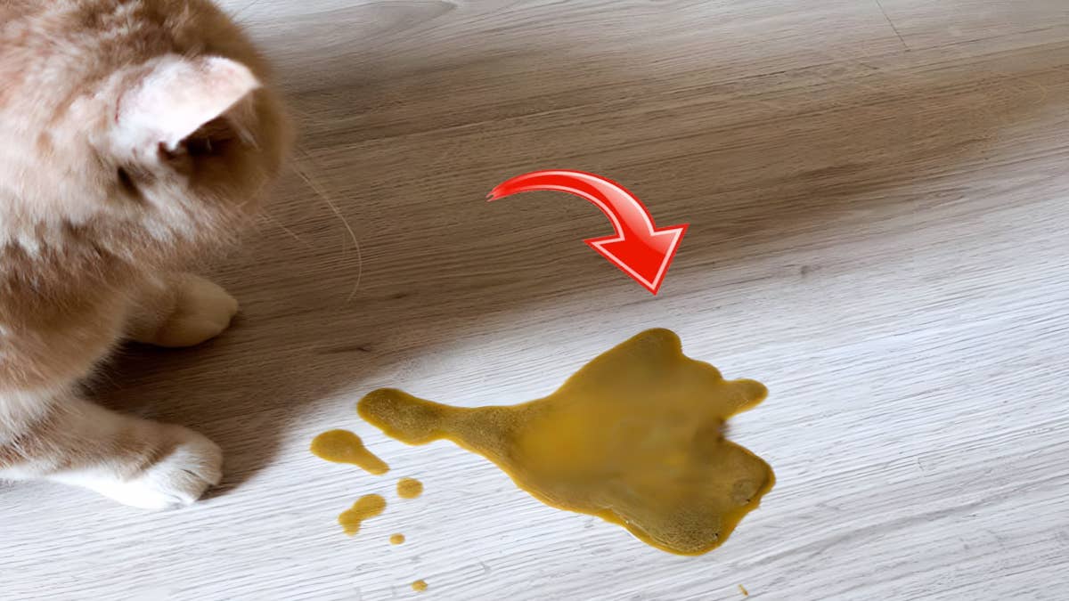 Votre chat a la diarrhée ? Voici les 8 causes possibles