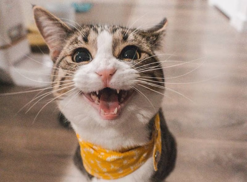 3 caractéristiques d'un chat qui sait qu'il est aimé et qui est très heureux