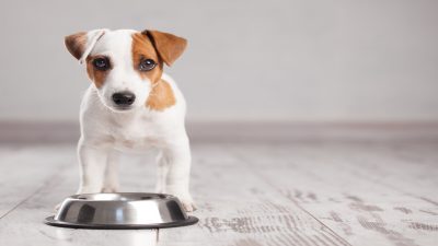 4 conseils pour que votre chien mange sa nourriture avec appétit