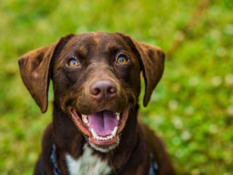 5 caractéristiques d'un chien qui se sent aimé et qui est très heureux