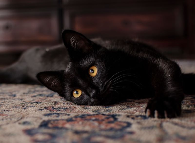 5 faits intéressants sur les chats noirs que vous ne connaissiez pas !