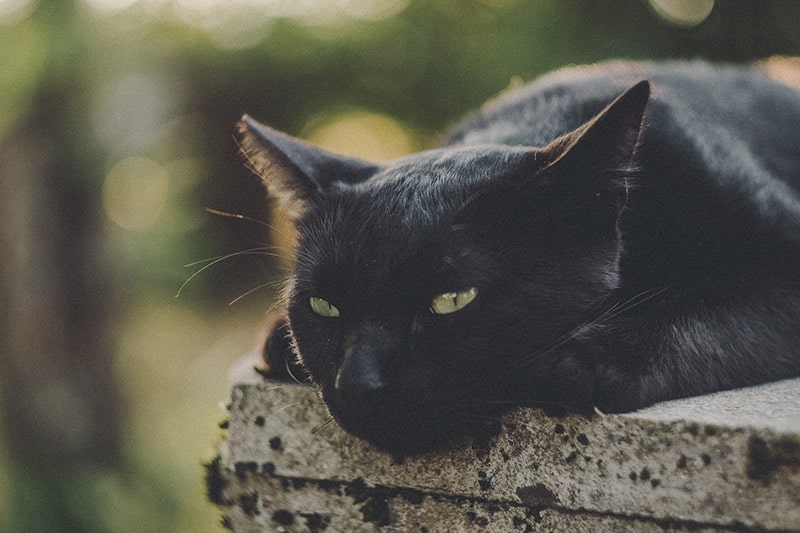 5 faits intéressants sur les chats noirs que vous ne connaissiez pas !