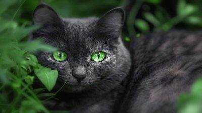 5 faits intéressants sur les chats noirs que vous ne connaissiez pas !