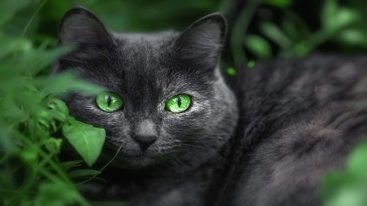 5 faits intéressants sur les chats noirs que vous ne connaissiez pas !