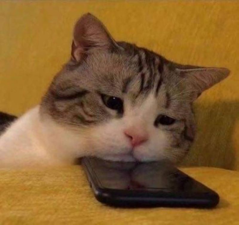5 mèmes de chats tristes et mignons à partager sur WhatsApp