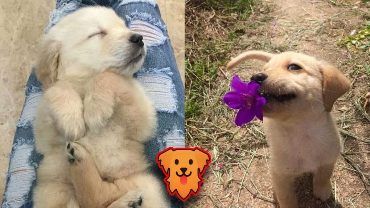 Golden retrievers : 5 photos adorables qui vont vous faire craquer