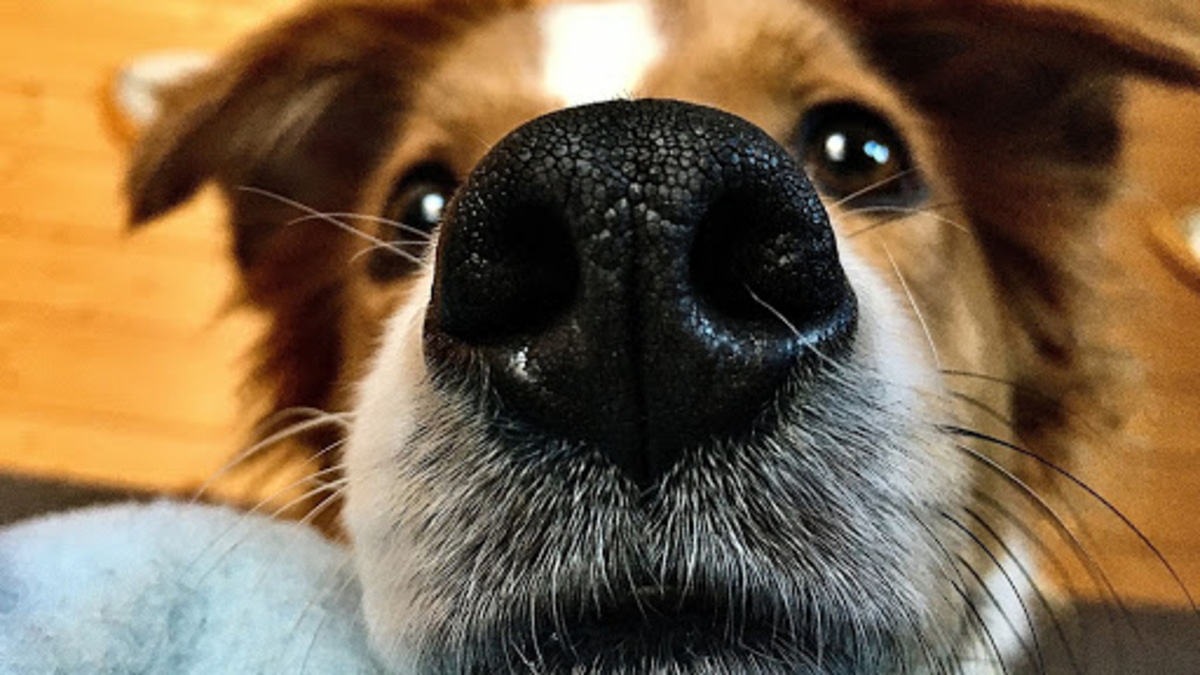 5 raisons pour lesquelles la truffe de votre chien est sèche et quand il faut s'en inquiéter
