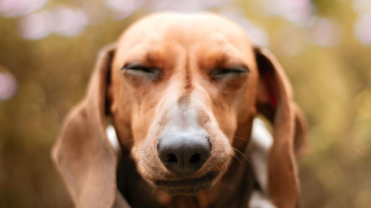 7 choses que font les chiens et ce qu'elles signifient