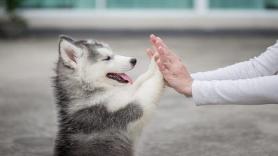 7 choses que les chiens nous apprennent !