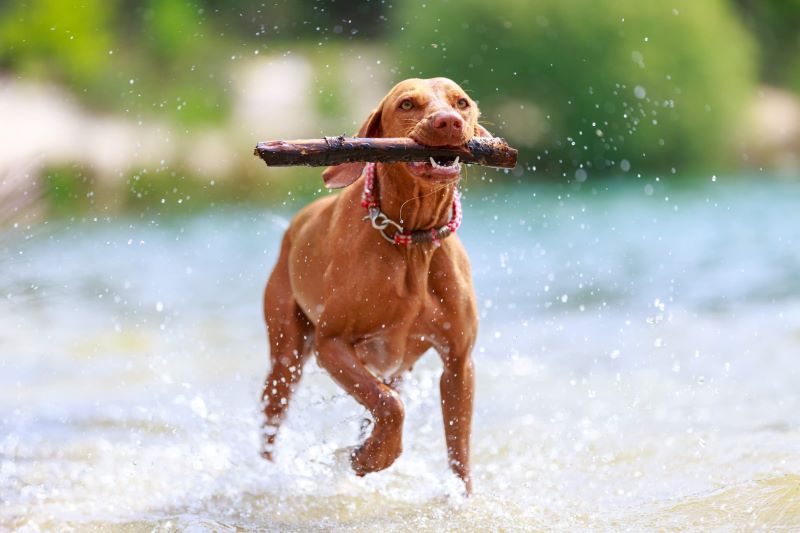 7 races de chiens les plus énergiques