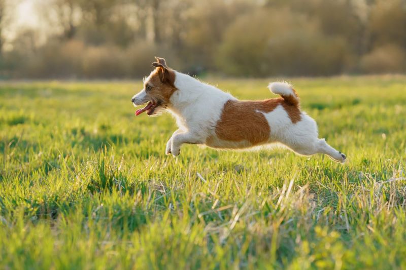 7 races de chiens les plus énergiques