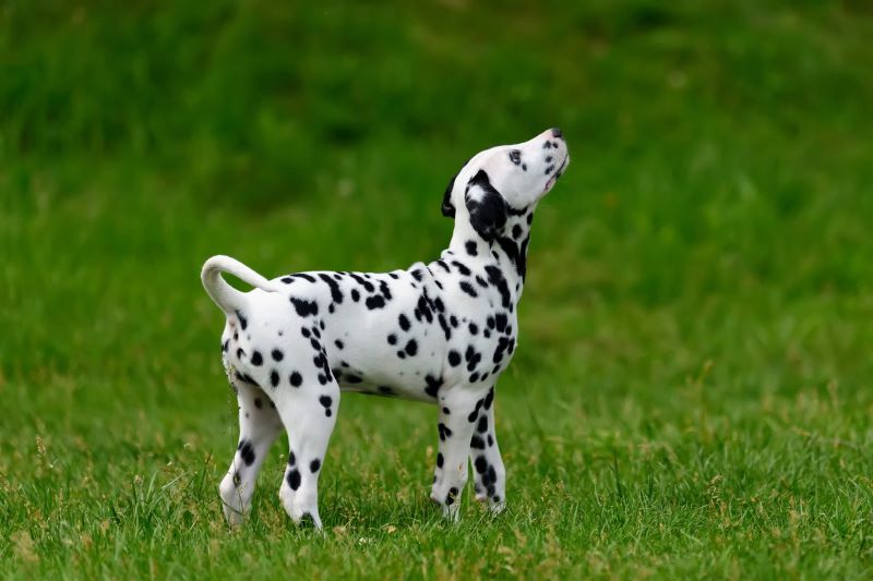 7 races de chiens les plus énergiques