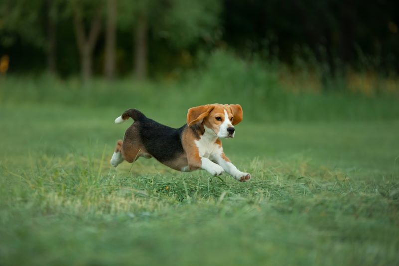 7 races de chiens les plus énergiques