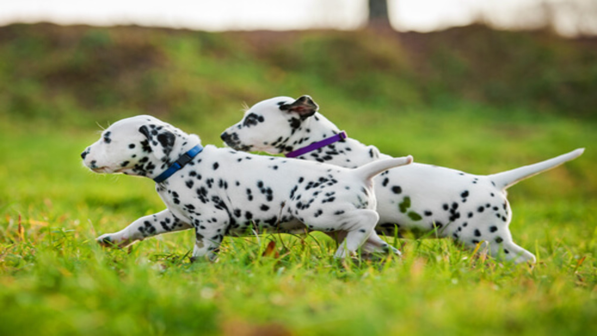 7 races de chiens les plus énergiques à connaître absolument !