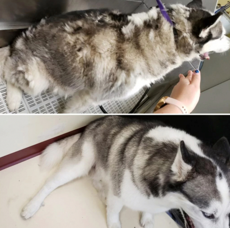 8 photos qui prouvent que le toilettage peut clairement transformer les Huskies Sibériens !